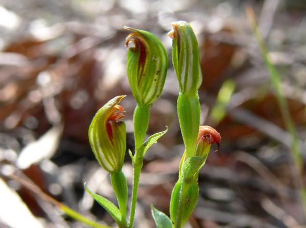 Speculantha sp aff parviflora - Brown Tipped Greenhood.jpg